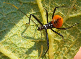 Wheel Bug